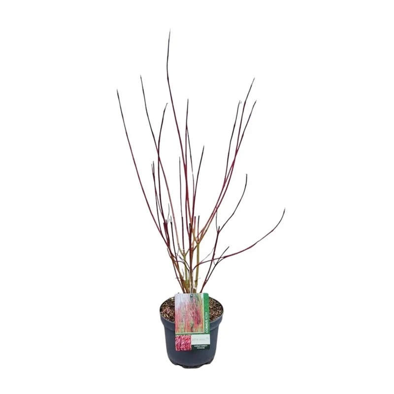 Cornus alba 'Aurea' C2 (2 liters kruka) 25-30 cm