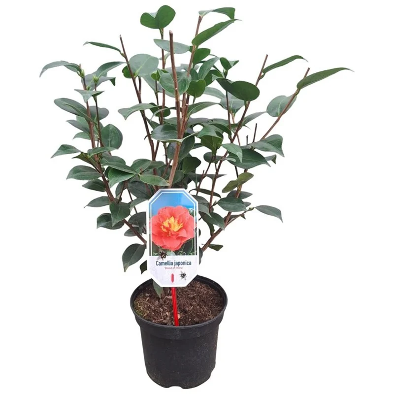 Camellia j. 'Blood of China' C10 (10 liters kruka) 80+ cm