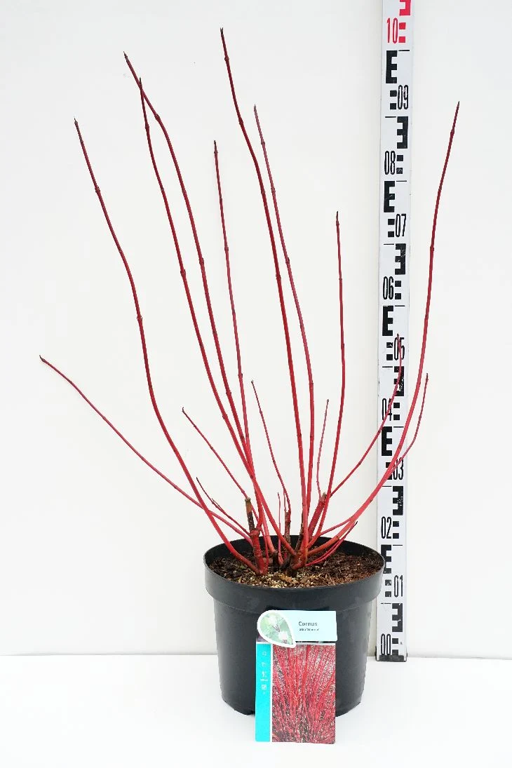 Cornus alba 'Sibirica' C10 (10 liters kruka) 60-80 cm