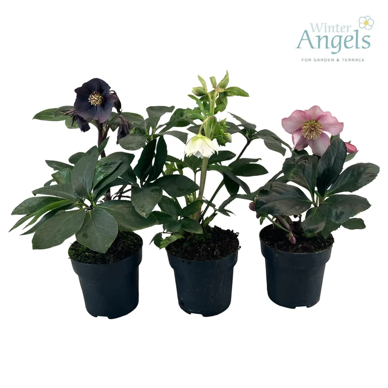 Helleborus orientalis C1,5 (1,5 liters kruka)