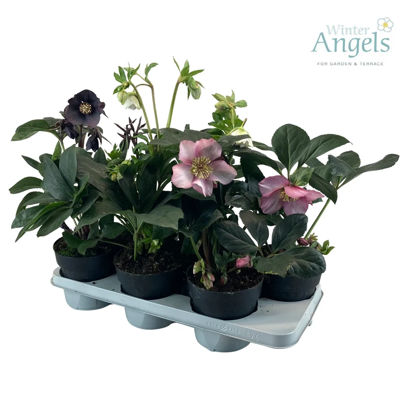 Helleborus orientalis C1 (1 liters kruka / 13 cm kruka)