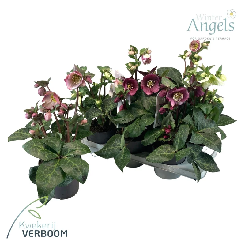 Helleborus 'Frostkiss' i sorter - C1,5 (1,5 liters kruka)