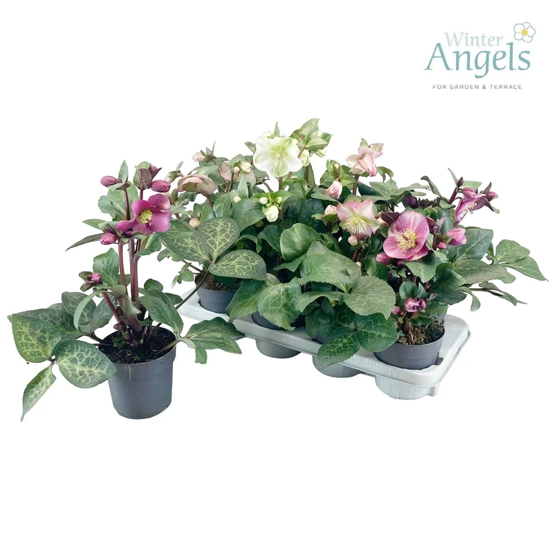 Helleborus 'Frostkiss' i sorter - C1 (1 liters kruka)