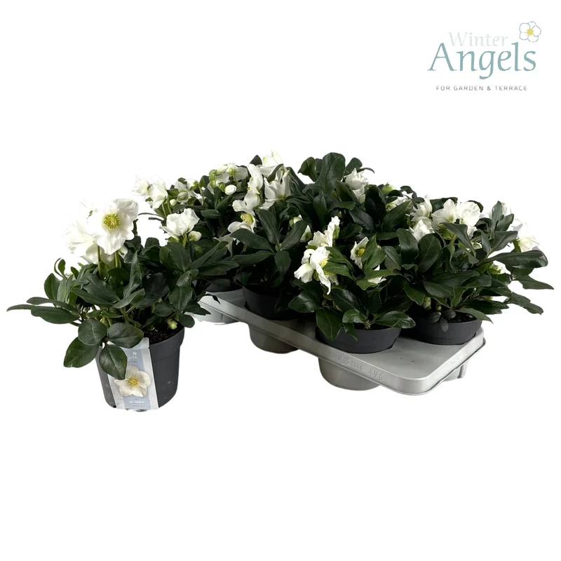 Helleborus niger C1,5 (1,5 liters kruka)