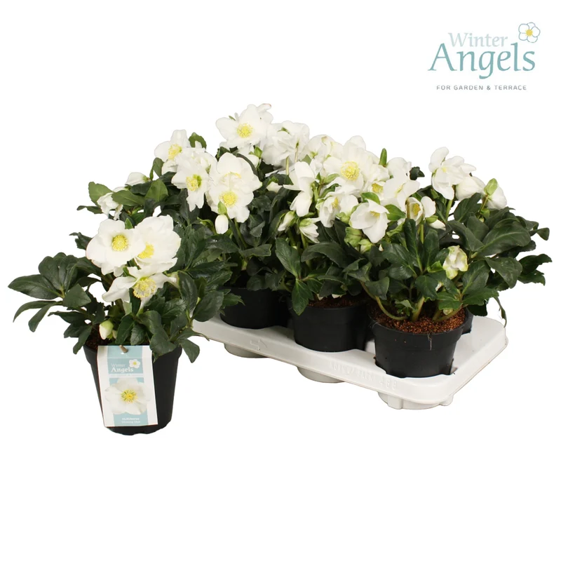 Helleborus niger - 13 cm kruka (C1)