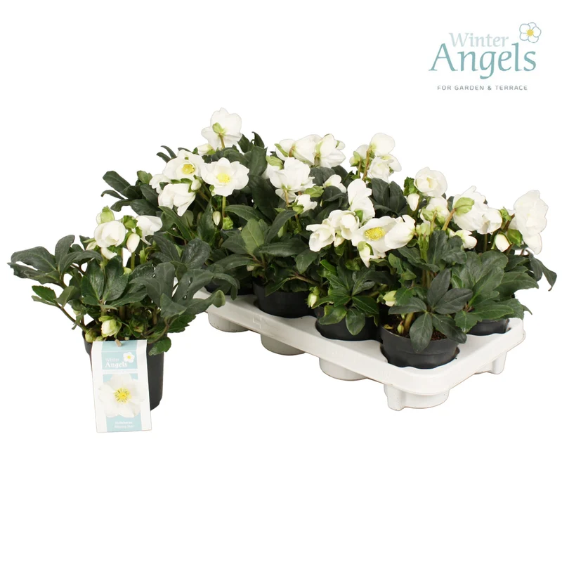 Helleborus niger 10 cm kruka