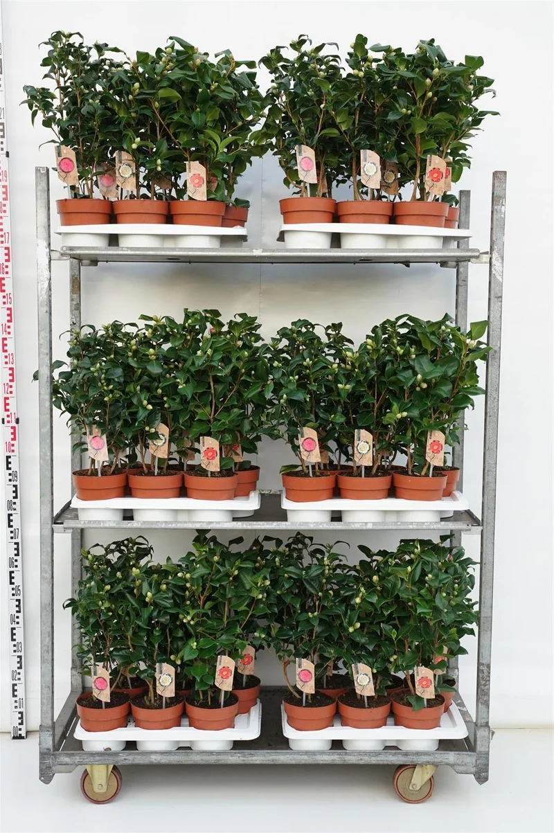Camellia i sorter C2 (2 liters kruka / 17 cm kruka)
