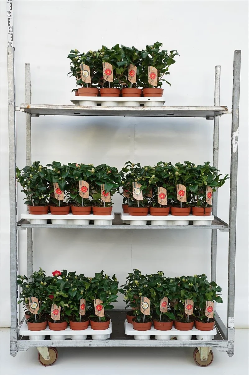 Camellia, olika sorter C1 (1 liters kruka) / 13 cm kruka