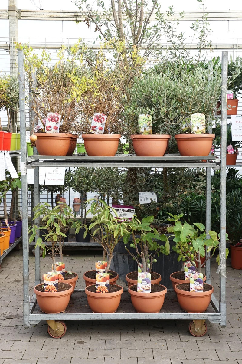 Exotisk fruktmix (Kaki, Ficus, Olea, Punica)