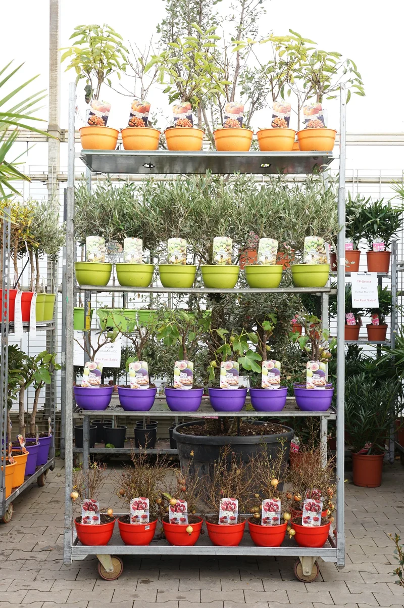 Exotiska frukter i sortmix (Kaki, Ficus, Olea, Punica)