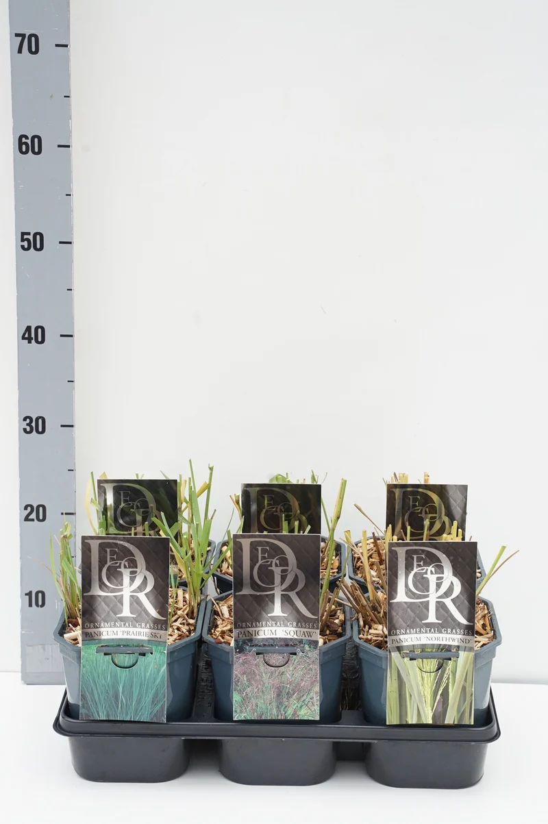 Panicum, mix av sorter C2 (2 liters kruka) / 17 cm kruka