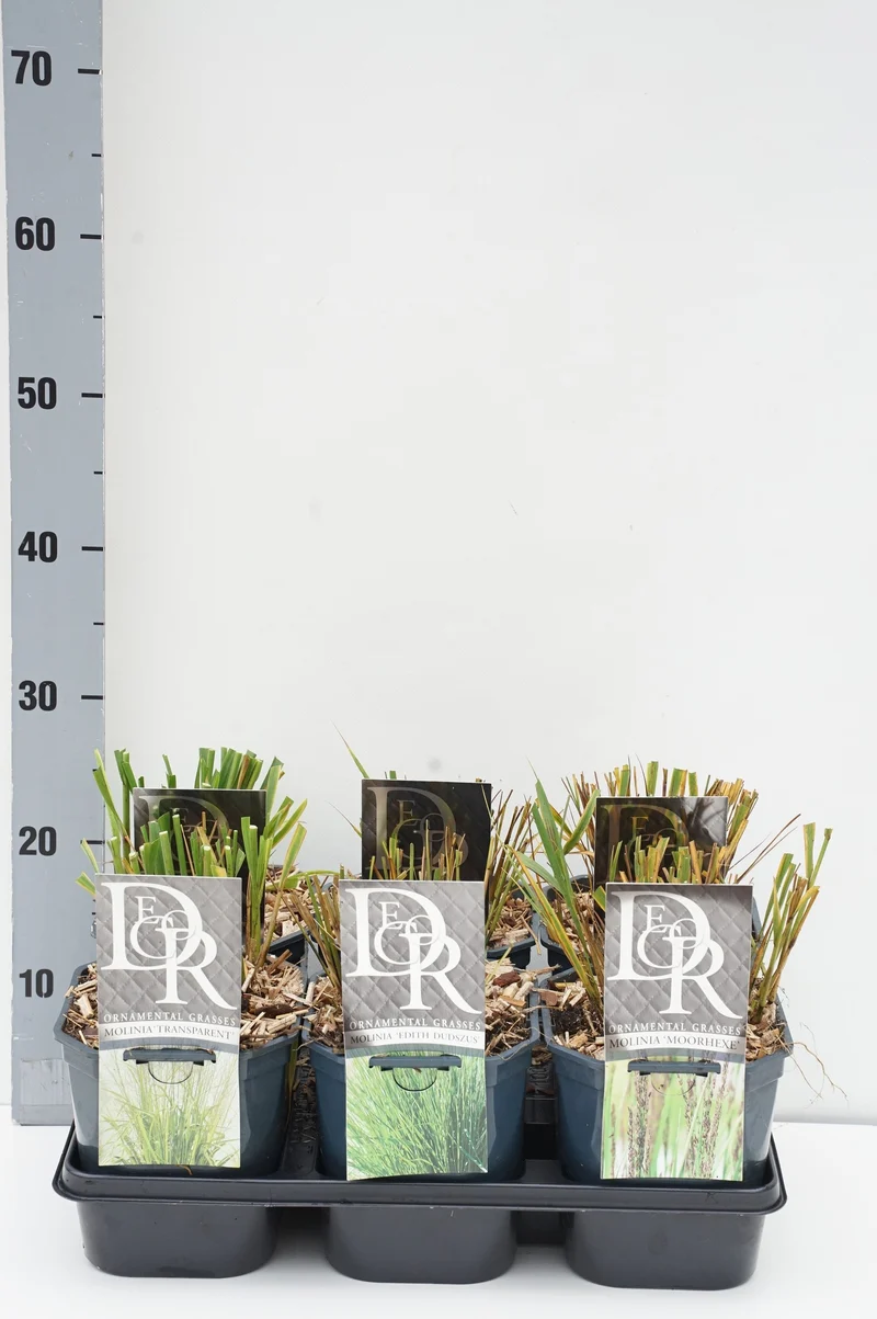 Molinia i sorter (mix i brätte) C2 (2 liters kruka) / 17 cm kruka
