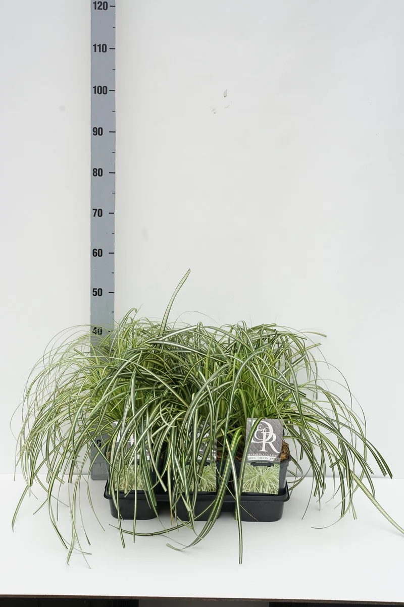 Carex 'Moon Falls' C2 (2 liters kruka)