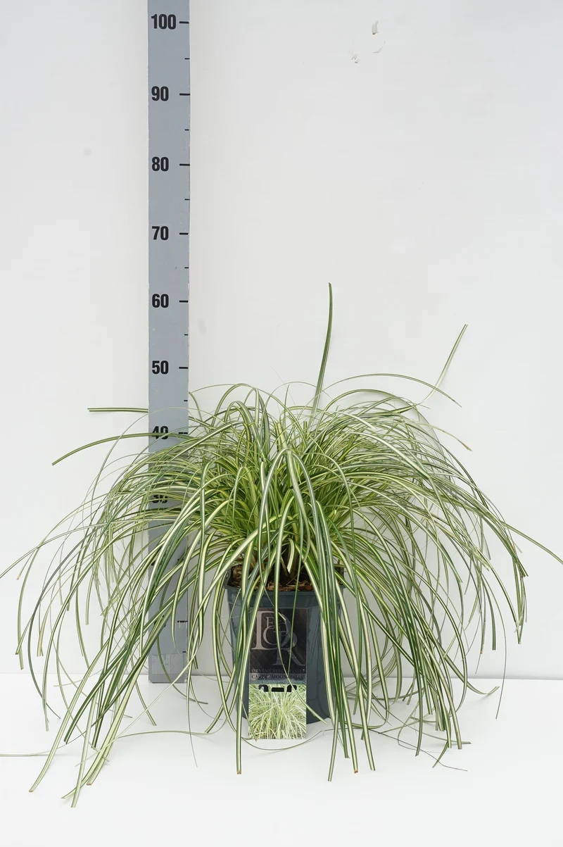 Carex 'Moon Falls' C5 (5 liters kruka)