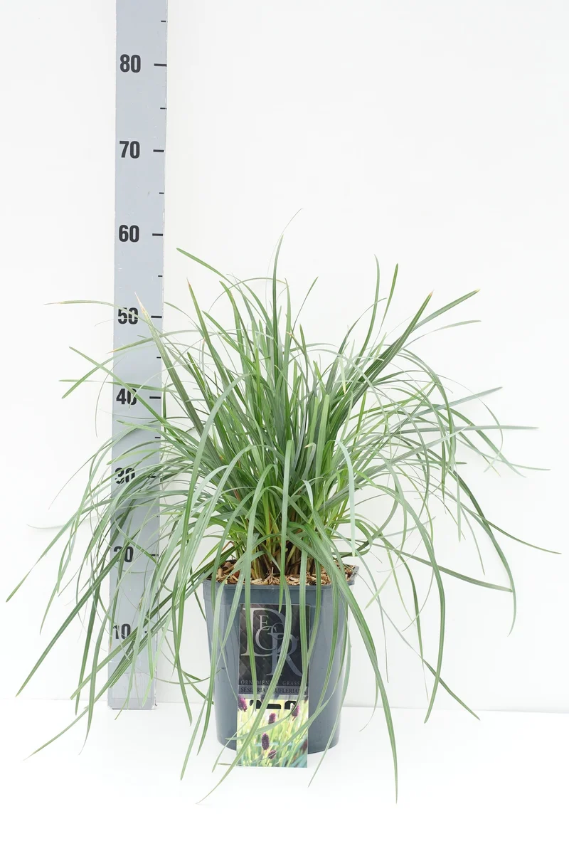 Sesleria heufleriana C5 (5 liters kruka)
