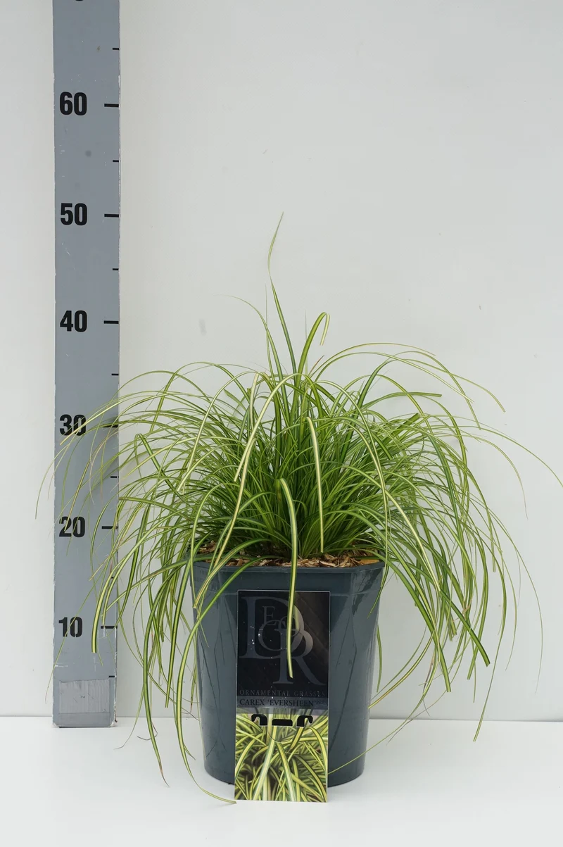 Sesleria autumnalis C5 (5 liters kruka)