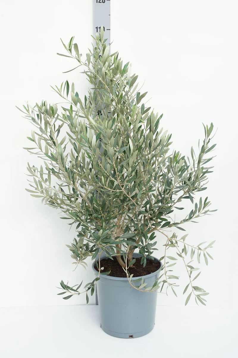 Olea europaea C10 (10 liters kruka) 60-80 cm