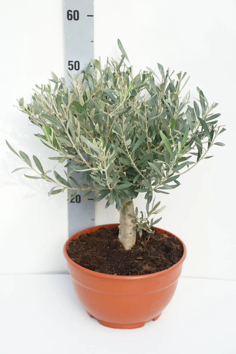 Olea europaea 10 cm stam - C5 (5 liters kruka) / 23 cm kruka