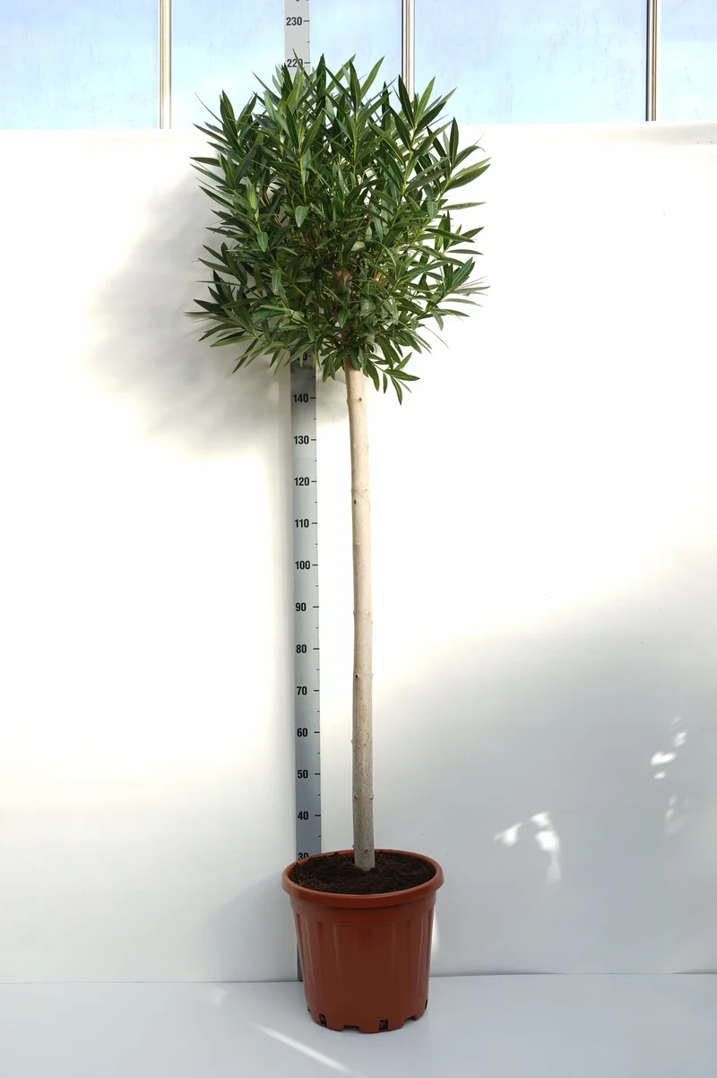 Nerium oleander 120 cm stam C25 (25 liters kruka)
