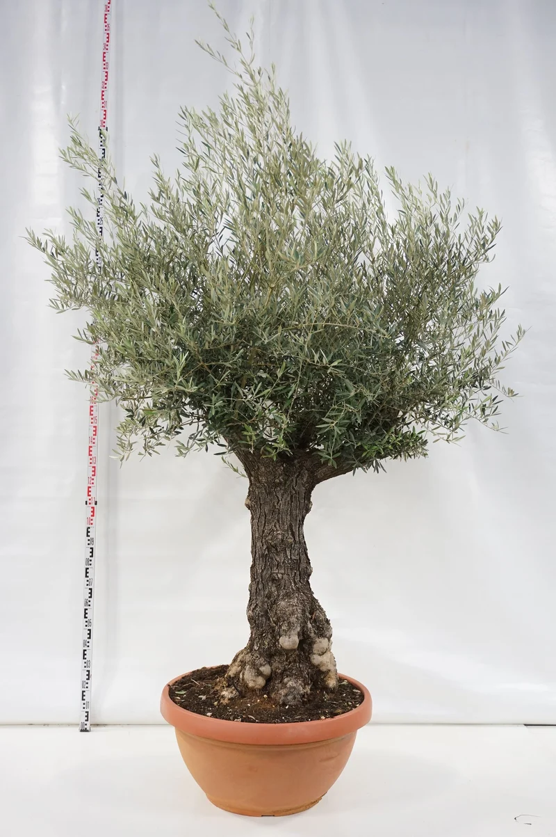 Olea europaea Stam 80 cm, 70-80 cm, C180 (180 liters kruka)