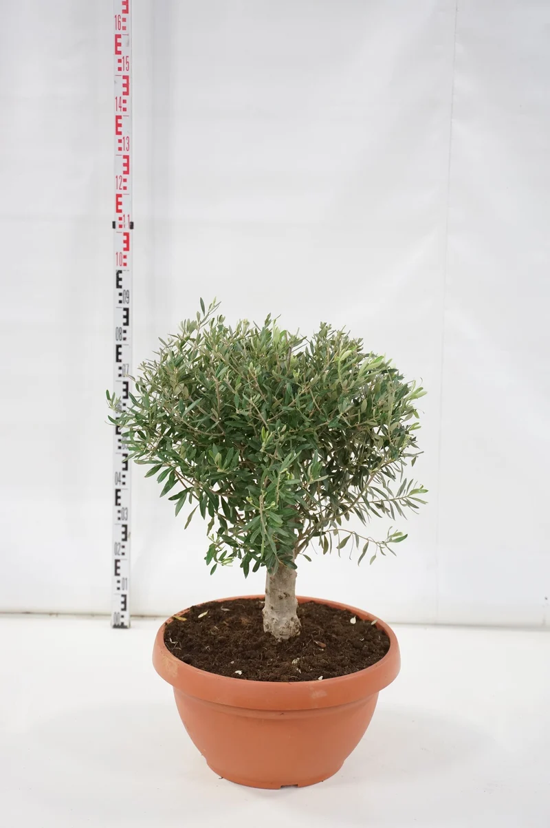 Olea europaea 30 cm stam C35 (35 liters kruka)