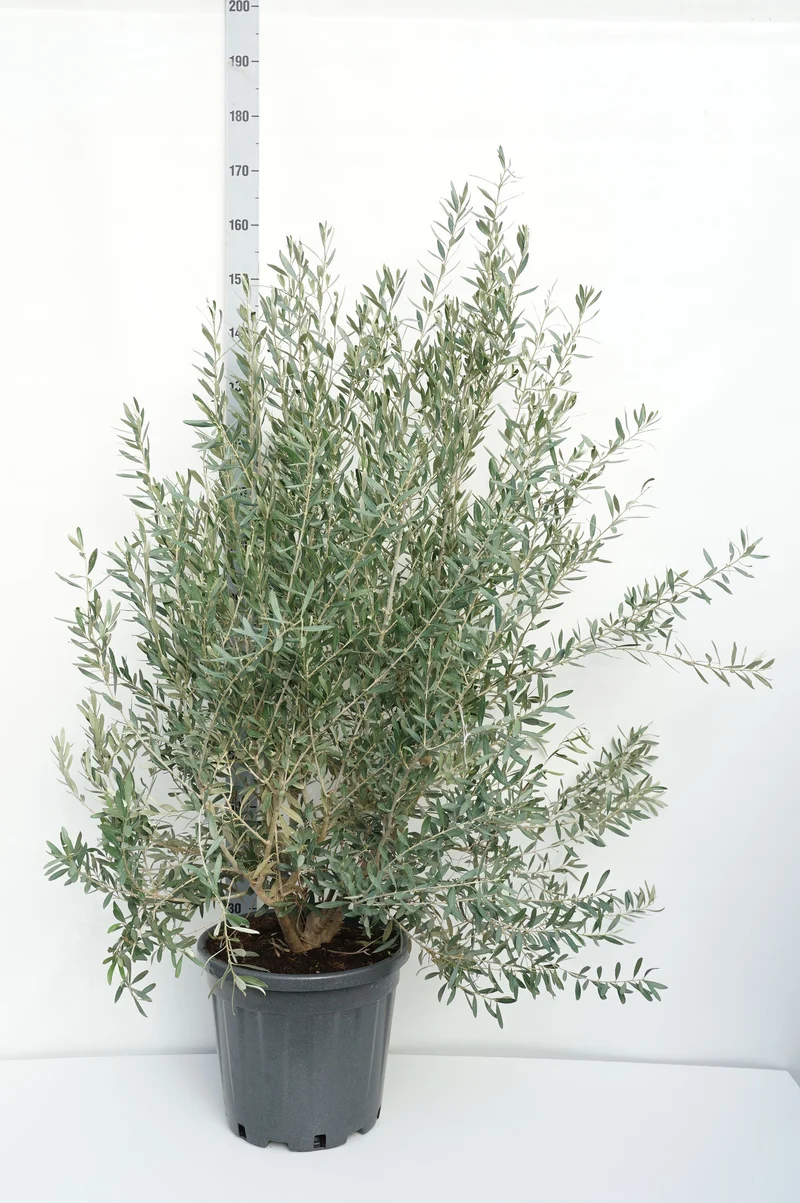 Olea europaea C25 (25 liters kruka) 80-100 cm