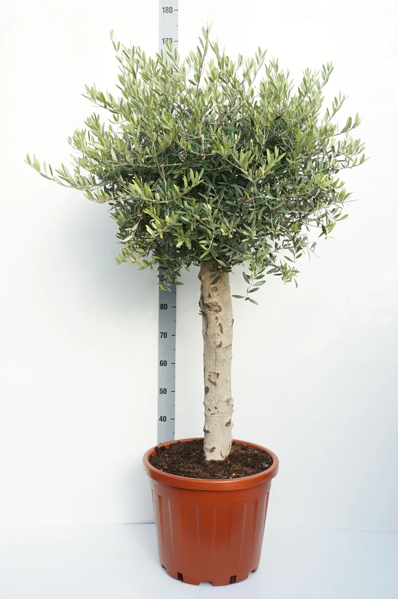 Olea europaea 60 cm stam, C35 (35 liters kruka)