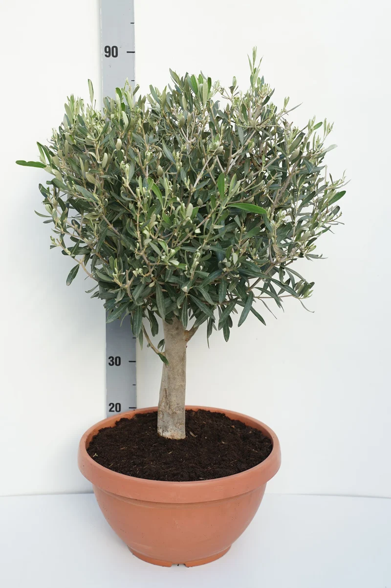 Olea europaea stam 30 cm (35 cm kruka)
