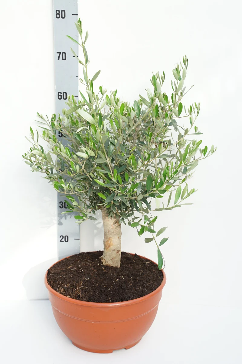 Olea europaea 30 cm dekorationskruka