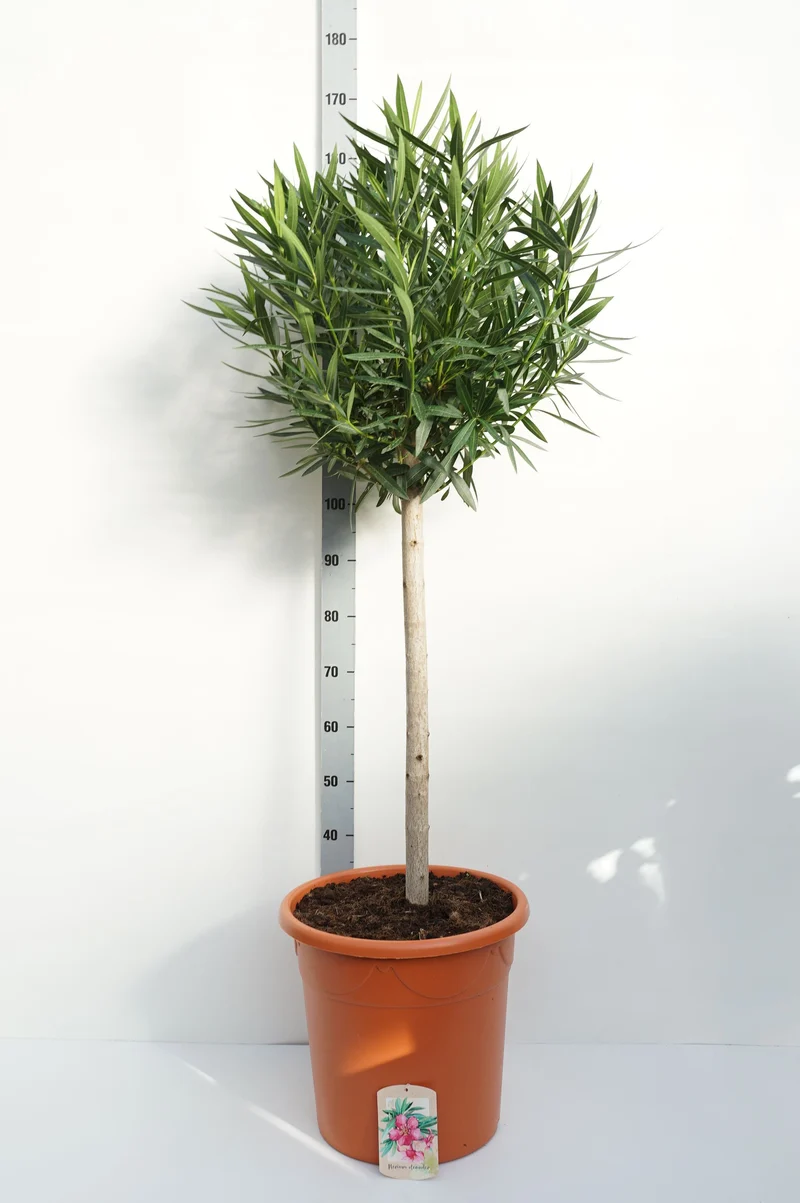 Nerium oleander 80 cm stam, C35 (35 liters kruka)