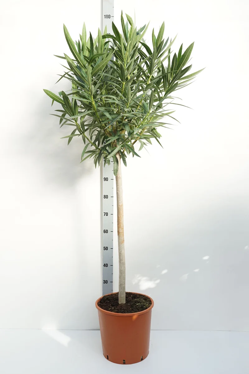 Nerium oleander stam 80 cm C15 (15 liters kruka)