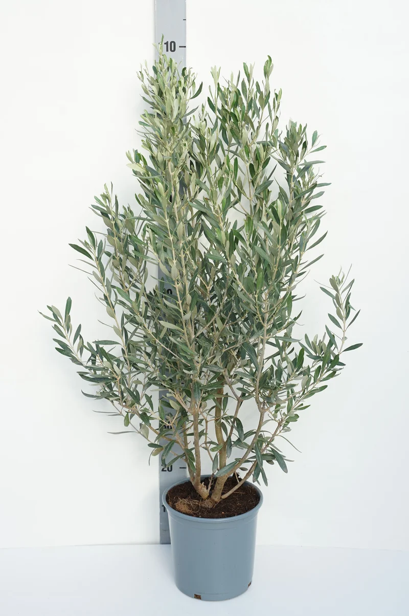 Olea europaea C5 (5 liters kruka) 40-60 cm
