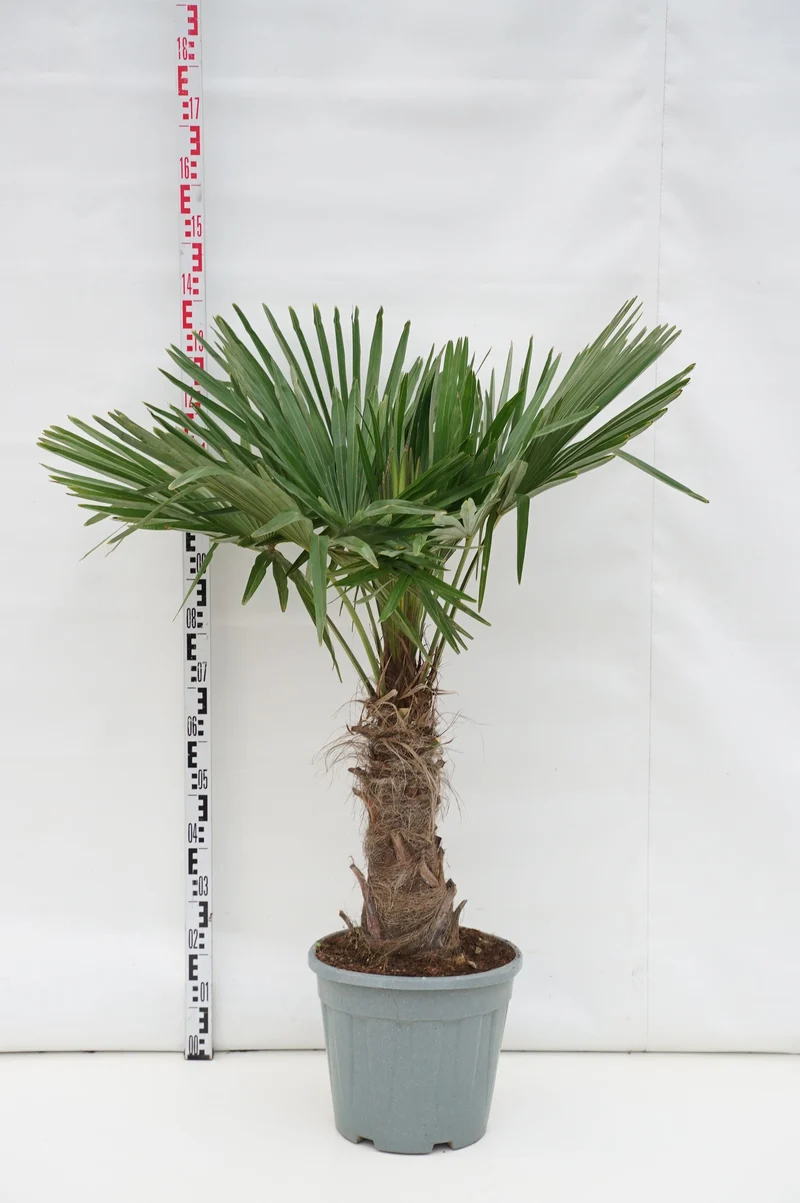 Trachycarpus fortunei 30 cm stam C20 (20 liters kruka)