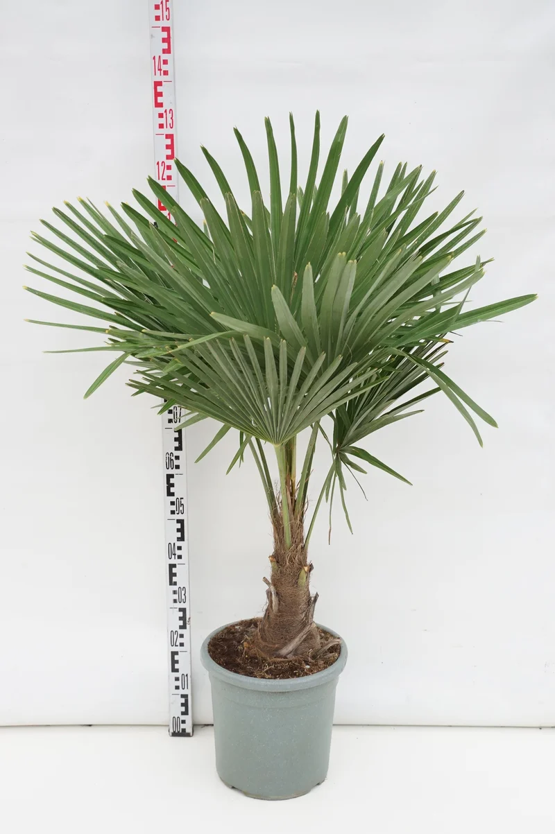 Trachycarpus fortunei 20 cm stam C15 (15 liters kruka)