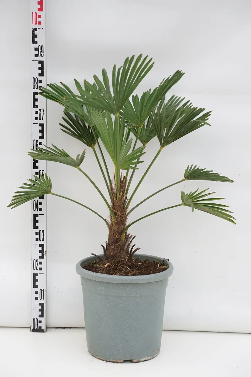 Trachycarpus wagnerianus 30 cm stam C15 (15 liters kruka)