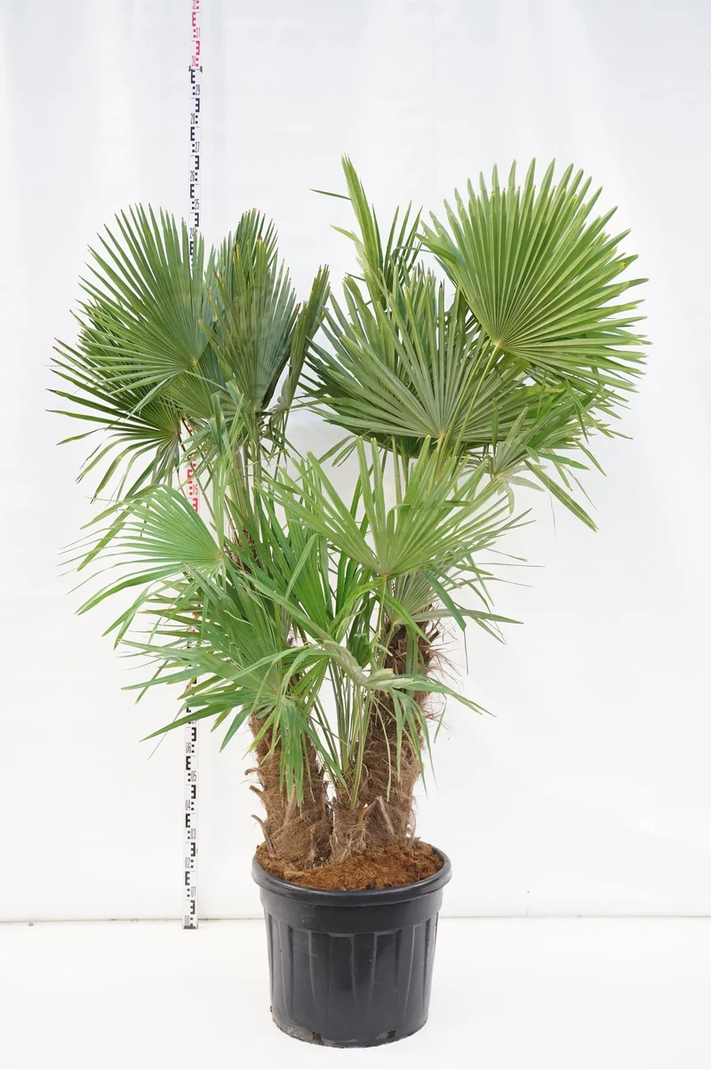 Trachycarpus fortunei 3 stammar C90 (90 liters kruka)