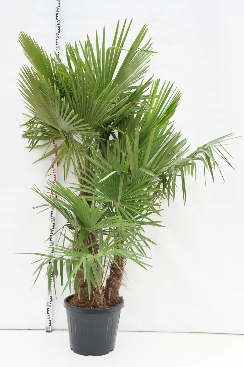 Trachycarpus fortunei 3-stammig C45 (45 liters kruka)
