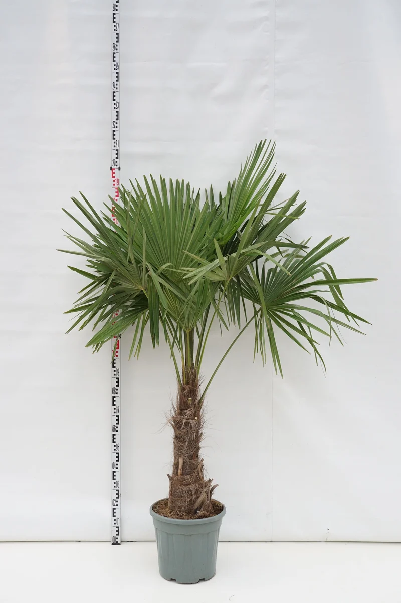 Trachycarpus fortunei 40 cm stam C25 (25 liters kruka)