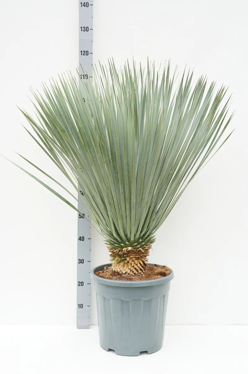 Yucca rostrata 'Blue and Blue' C20 (20 liters kruka)