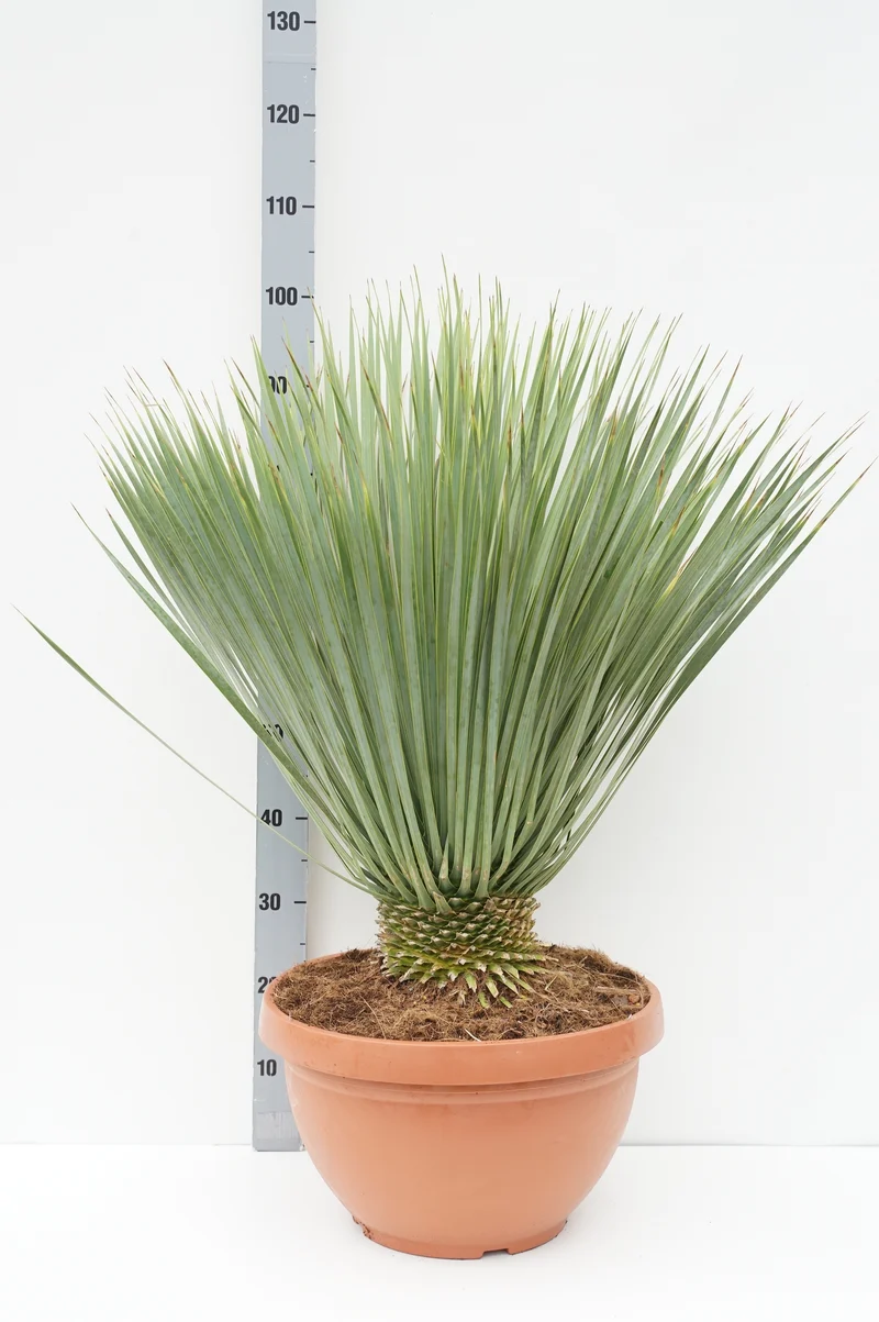 Yucca rostrata 10 cm stam C25 (25 liters kruka)