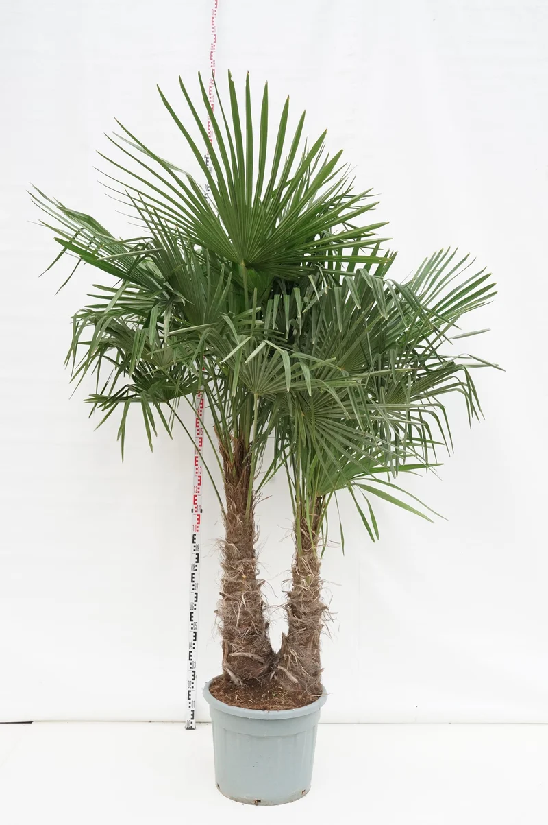 Trachycarpus fortunei 2 stammar C70 (70 liters kruka)