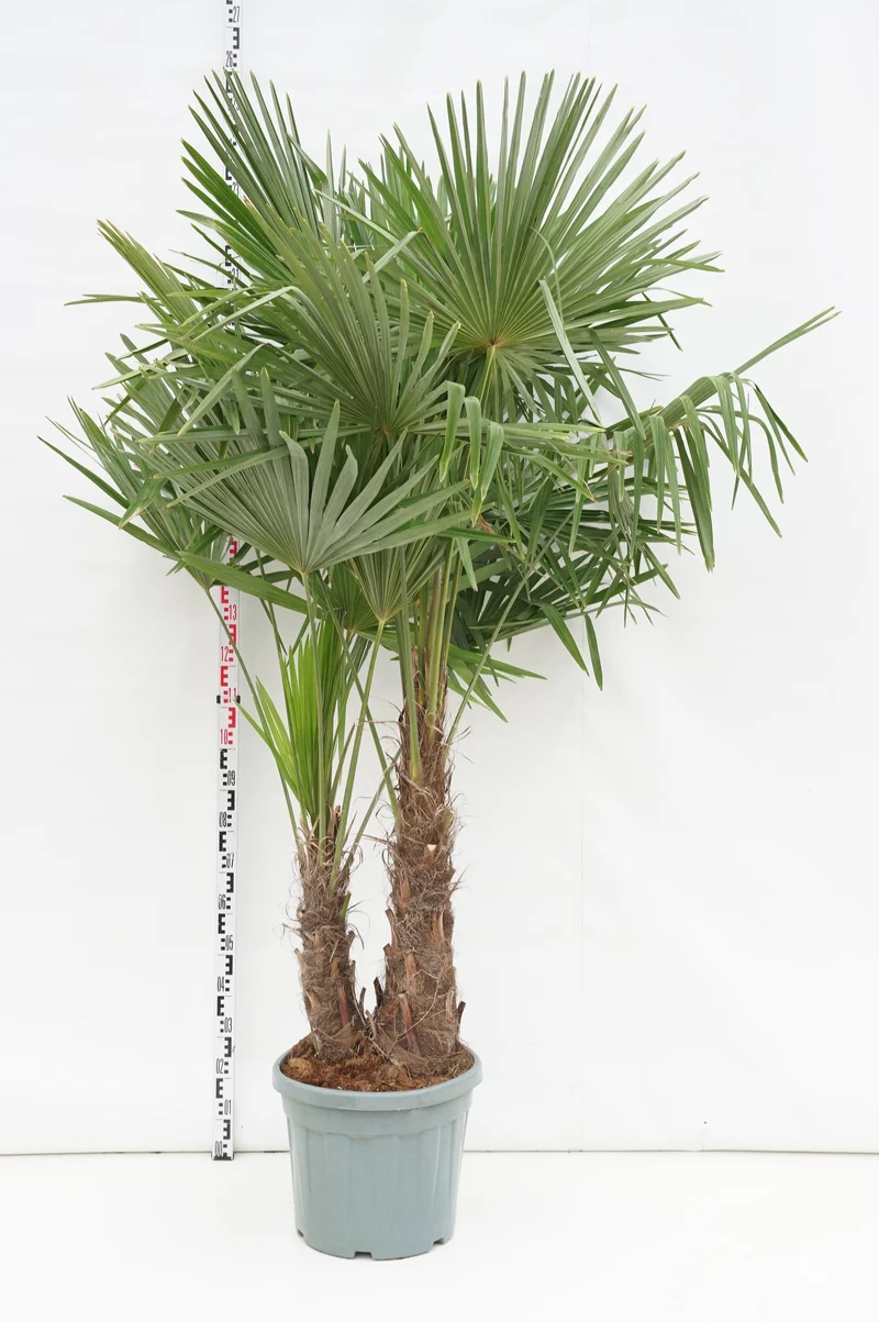 Trachycarpus fortunei 2-stammig C45 (45 liters kruka)