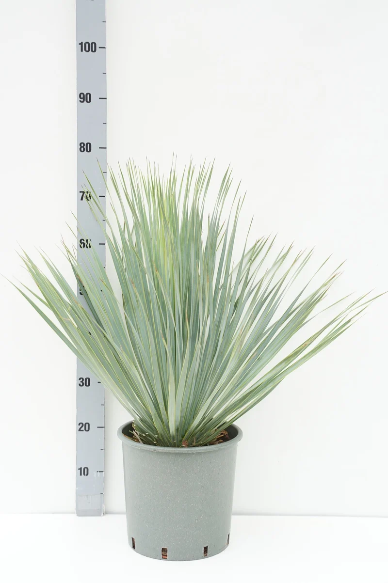 Yucca rostrata 'Blue and Blue' C10 (10 liters kruka)