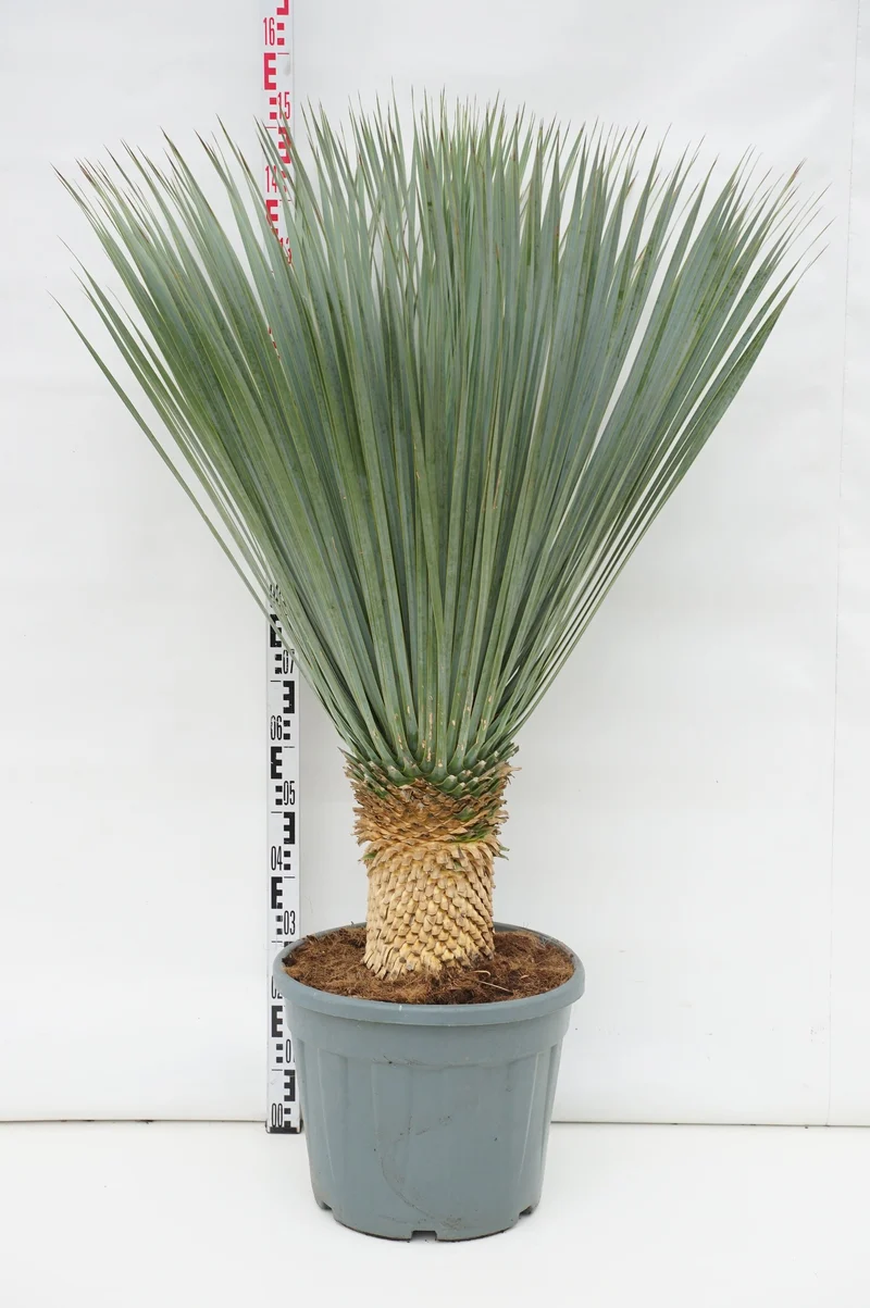 Yucca rostrata stam 20 cm C35 (35 liters kruka)