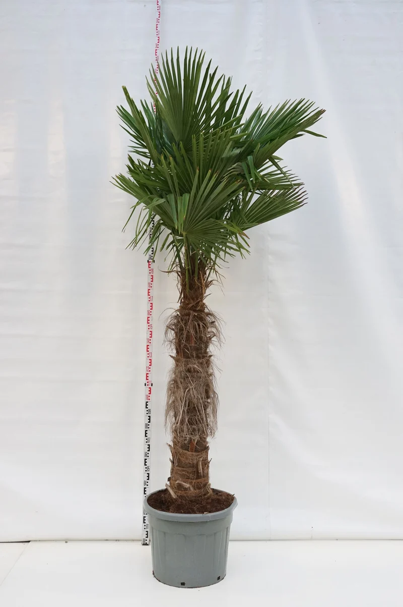 Trachycarpus fortunei 140 cm stam C90 (90 liters kruka)