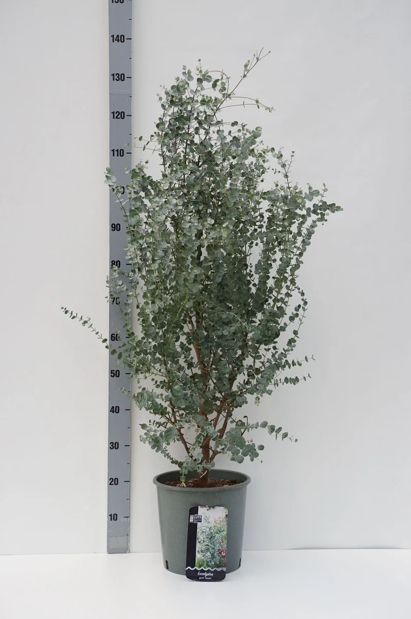 Eucalyptus gunnii 'Azura' C10 (10 liters kruka)