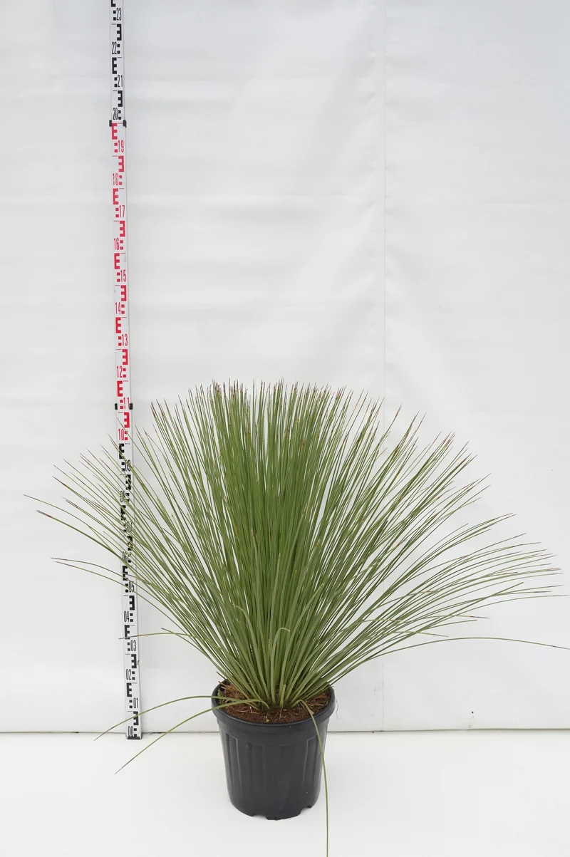 Dasylirion longissimum C25 (25 liters kruka)