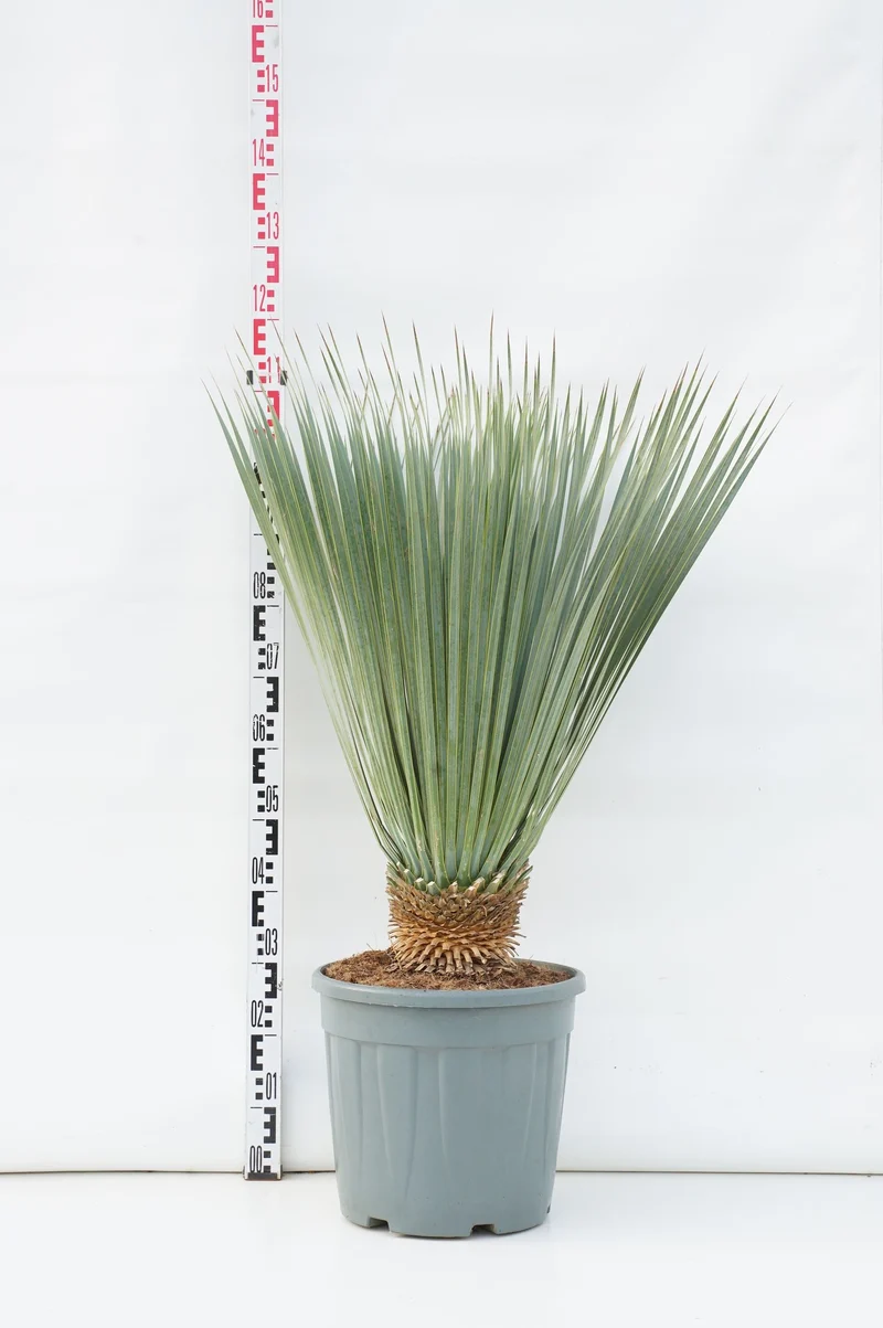 Yucca rostrata 'Blue and Blue' 15 cm stam C25 (25 liters kruka)