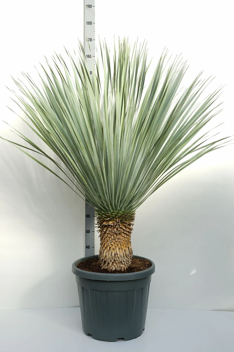 Yucca rostrata 30 cm stam, C45 (45 liters kruka)