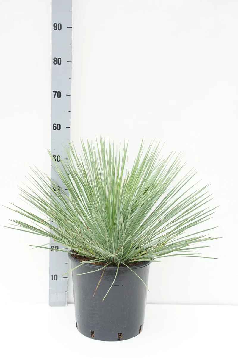 Yucca Linaerifolia C10 (10 liters kruka)